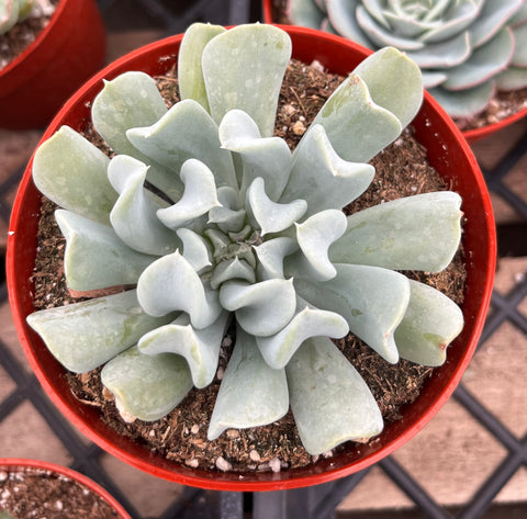 topsy turvy succulent plant Echeveria Topsy Turvy