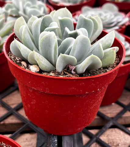 topsy turvy succulent care Echeveria Topsy Turvy