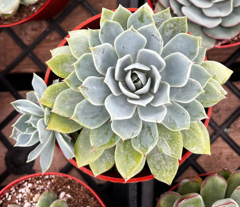 imbricata succulent Buy Echeveria Imbricata Blue Rose
