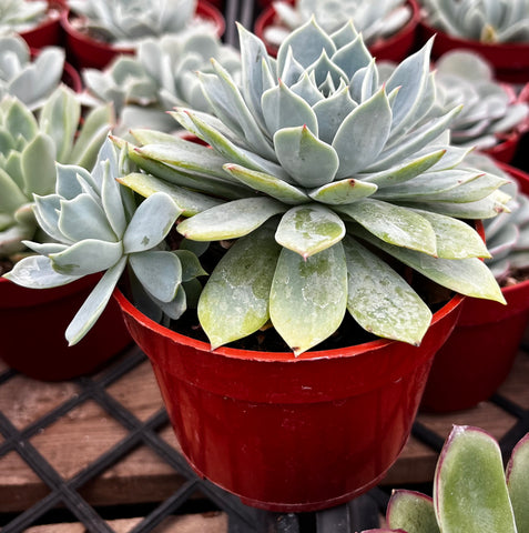 echeveria blue rose succulent Buy Echeveria Imbricata Blue Rose