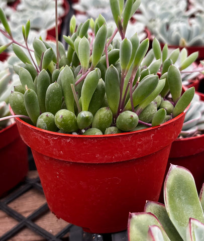 ruby necklace succulent for sale Ruby Necklace