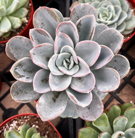 ice succulent Echeveria Ice Green