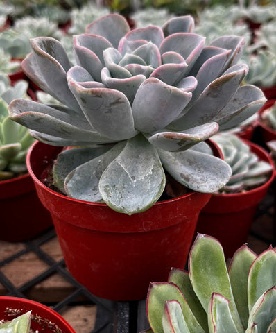 ice green succulent Echeveria Ice Green