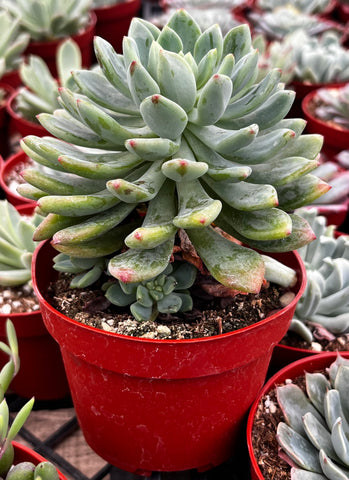 blue red succulents Buy Echeveria Sedeveria Blue Elf
