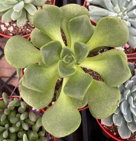 succulent lily pad Buy Aeonium Lily Pad