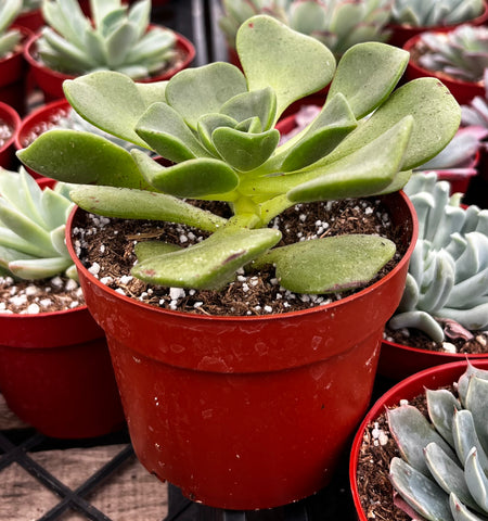 aeonium lily pad succulent care Buy Aeonium Lily Pad