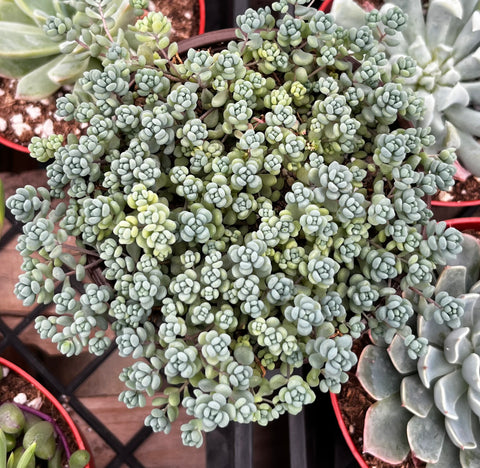 corsican stonecrop succulent Corsican Stonecrop