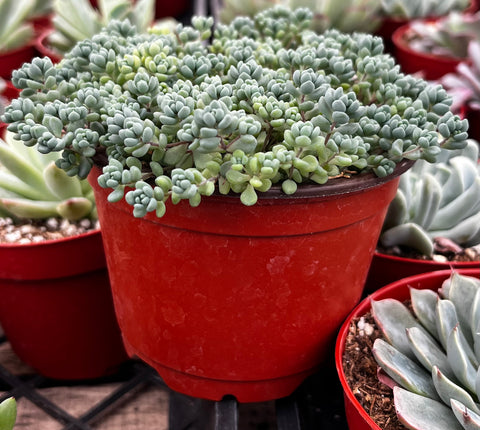 corsican stonecrop succulent Corsican Stonecrop