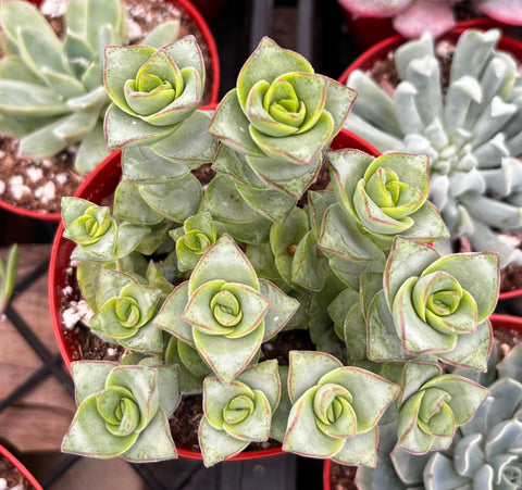 ivory towers succulent Crassula Ivory Towers