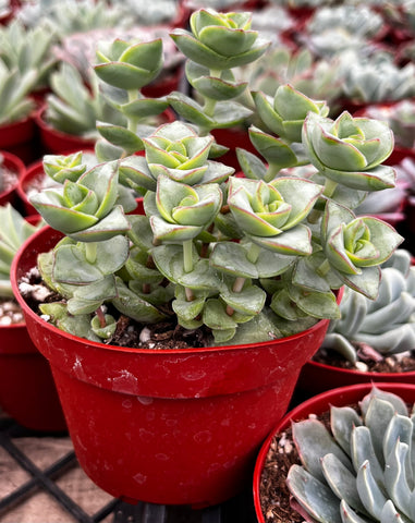ivory tower succulent care Crassula Ivory Towers