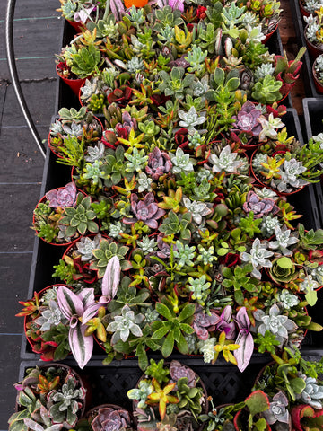 ramsey succulent potting mix Ramsey's Mini Succulent Garden