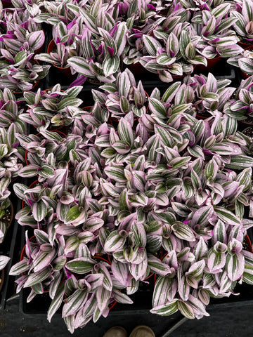 is tradescantia zebrina a succulent Tradescantia Zebrina