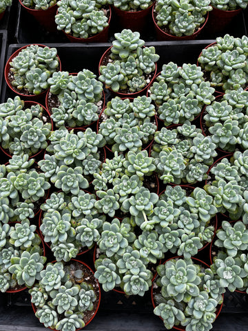 sedum clavatum succulent Sedum Clavatum