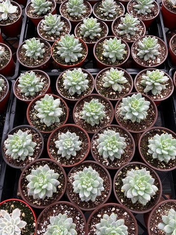 petal leaf succulents Graptopetalum Petal