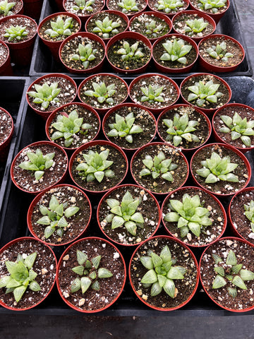 friday the 13th succulent Haworthia Star Window