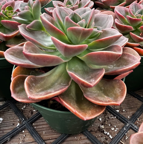 melaco succulent Echeveria Melaco Brown Rose