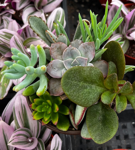 ramsey succulent potting mix Ramsey's Mini Succulent Garden