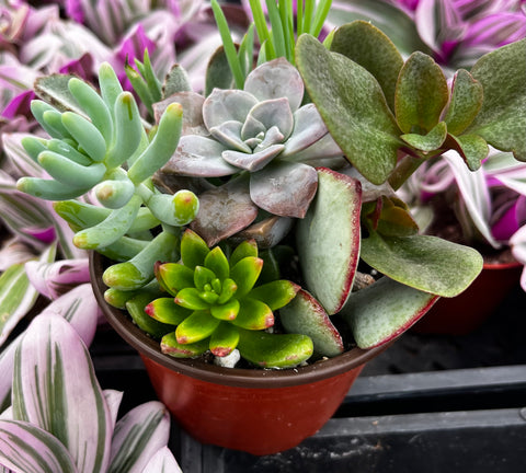 ramsey succulent potting mix Ramsey's Mini Succulent Garden