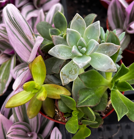 ramsey succulent potting mix Ramsey's Mini Succulent Garden