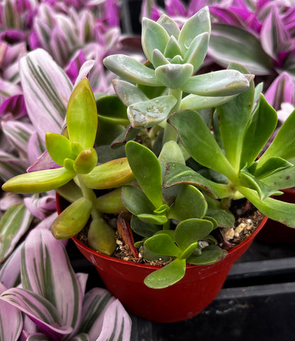 ramsey succulent potting mix Ramsey's Mini Succulent Garden