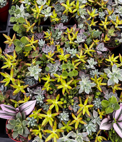 ramsey succulent potting mix Ramsey's Mini Succulent Garden