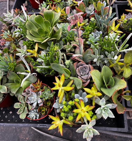 home depot succulent garden Ramsey's Mini Succulent Garden