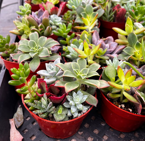 ramsey succulent potting mix Ramsey's Mini Succulent Garden