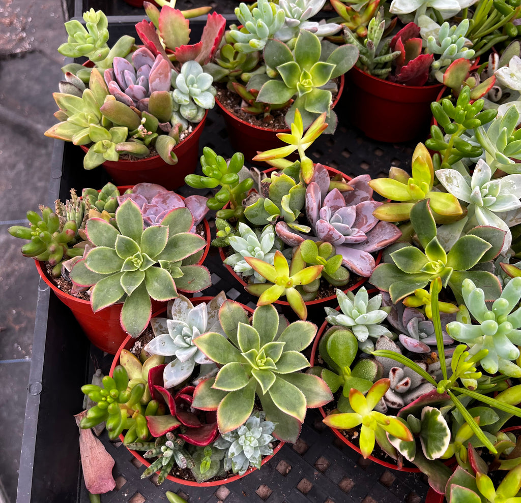 ramsey succulents Ramsey's Mini Succulent Garden