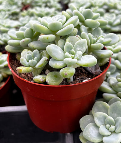 succulents sedum photos Sedum Clavatum