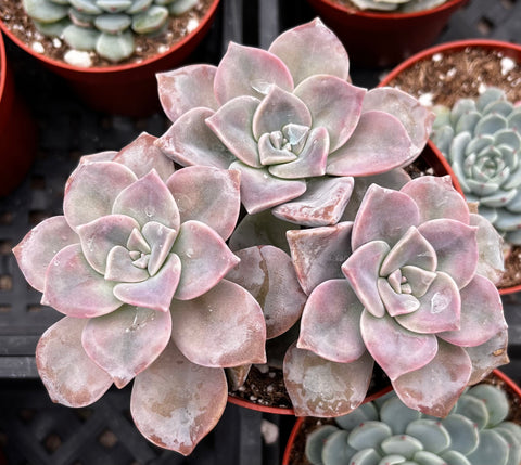 superbum succulent care Graptopetalum Superbum