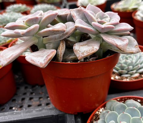 superbum succulent care Graptopetalum Superbum