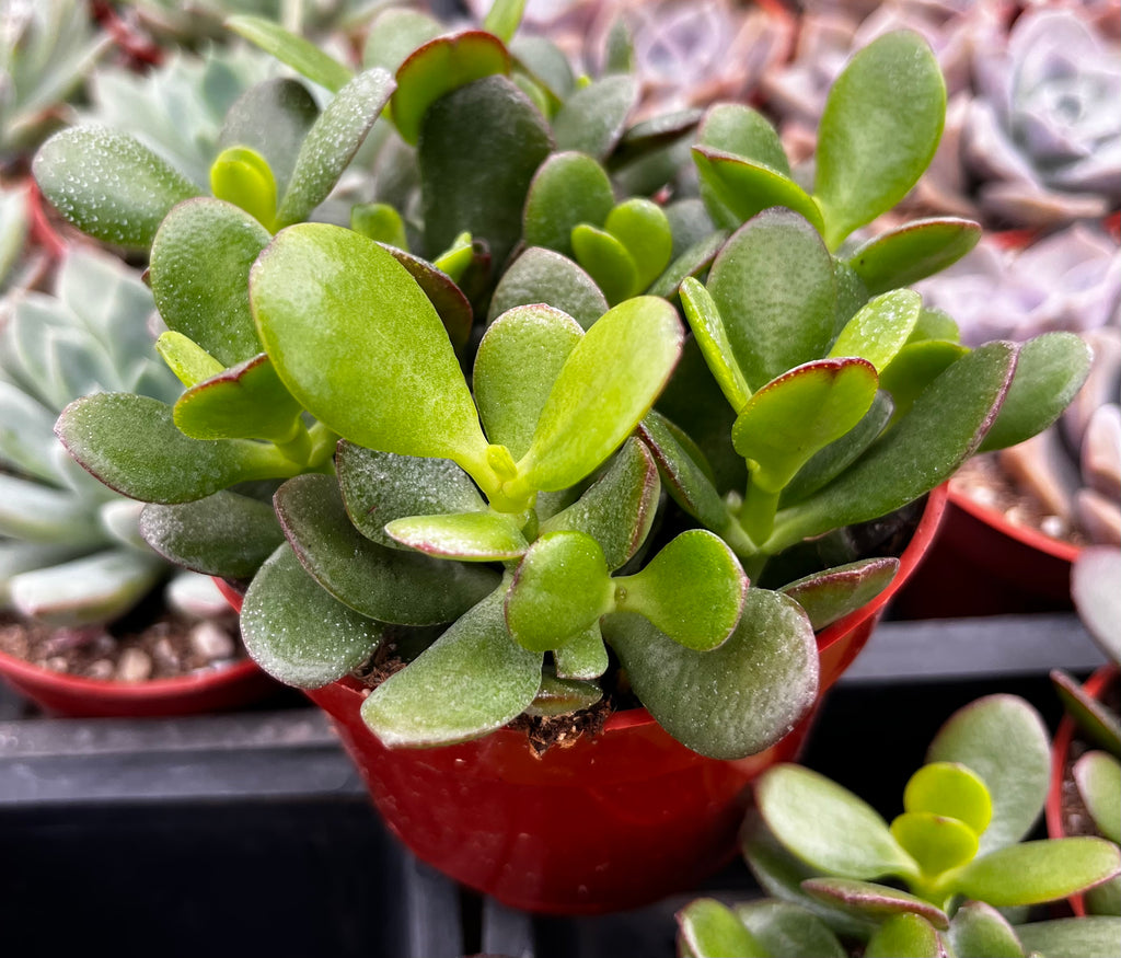 where to buy a jade plant Jade Plant