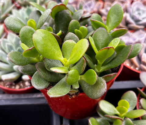 silk jade plant Jade Plant