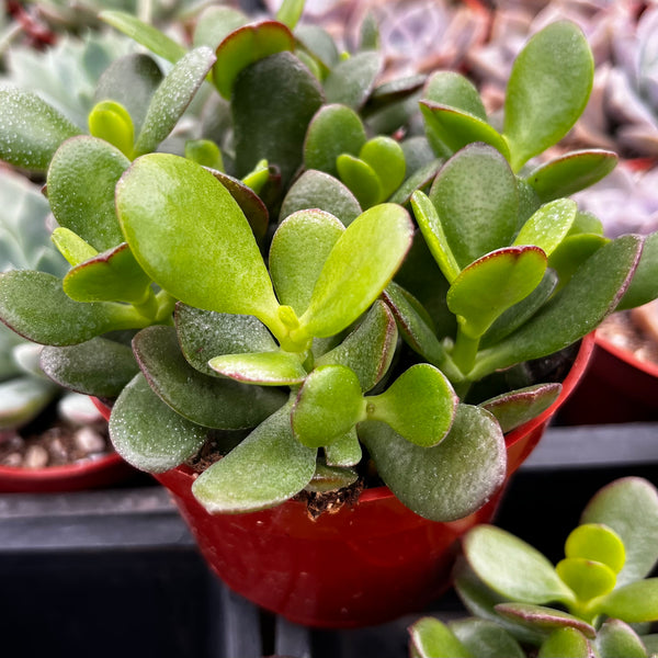 Jade Plant