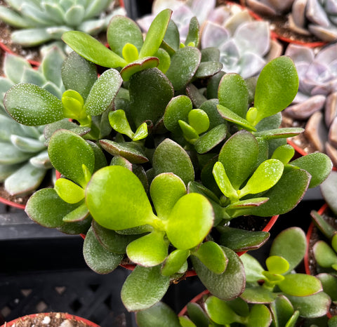 jade prosperity plant Jade Plant