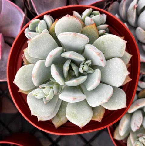 echeveria elegans succulent Echeveria Elegans Blue