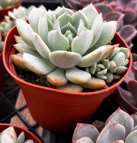 elegans blue succulent Echeveria Elegans Blue