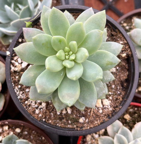 petal leaf succulents Graptopetalum Petal