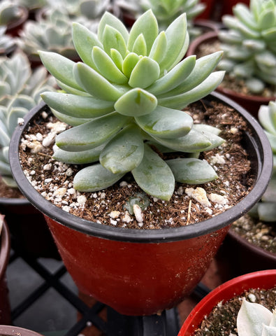 succulent petals soft Graptopetalum Petal