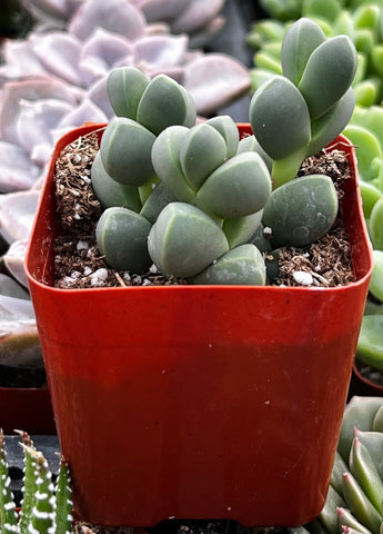 succulent blue ice plant Ice Plant Corpuscularia Lehmannii