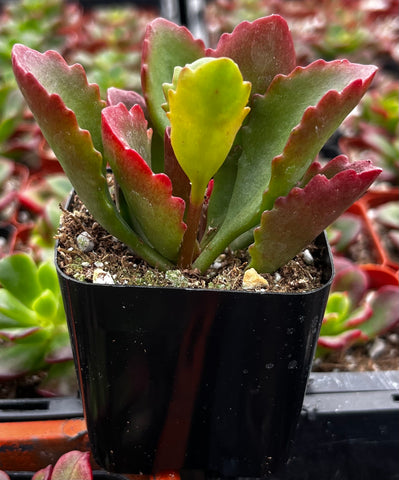 buy kalanchoe succulent Kalanchoe Longiflora
