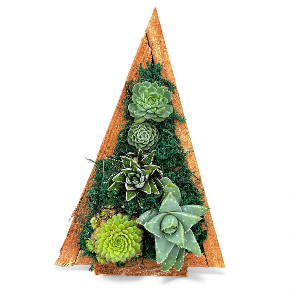 Christmas Tree Succulent Arrangement