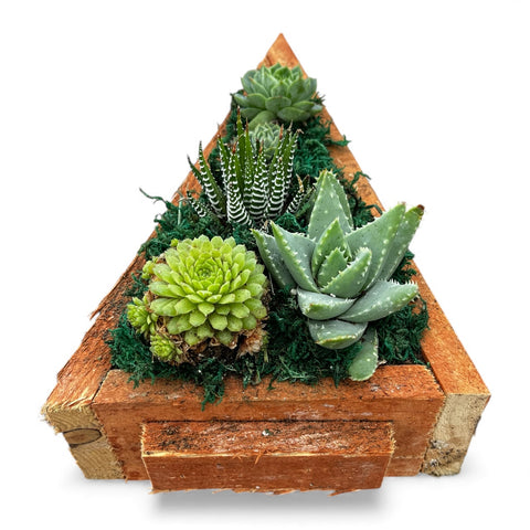 Christmas Tree Succulent Arrangement