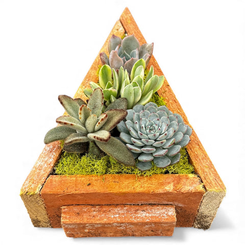 Christmas Tree Succulent Arrangement
