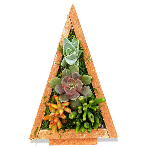 Christmas Tree Succulent Arrangement