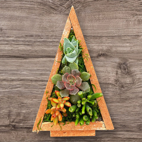 Christmas Tree Succulent Arrangement