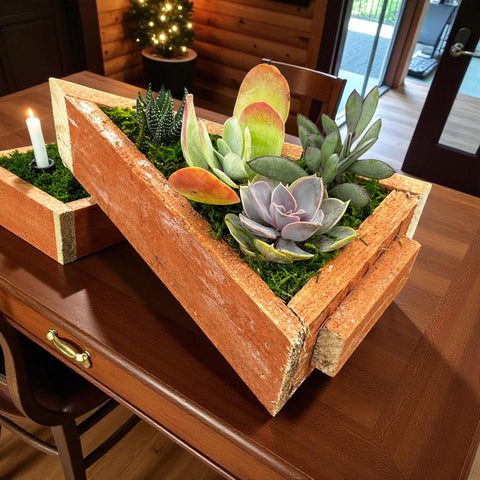 Christmas Tree Succulent Arrangement