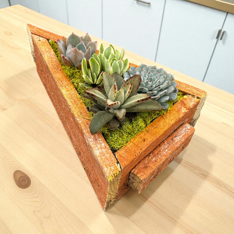 Christmas Tree Succulent Arrangement