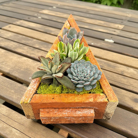 Christmas Tree Succulent Arrangement