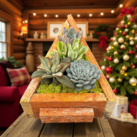 Christmas Tree Succulent Arrangement